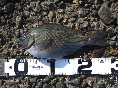 キス狙いでまさかのグレ